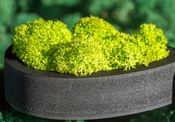 Tooltip_Letre et logo_vegetal_liquen_vert_citron