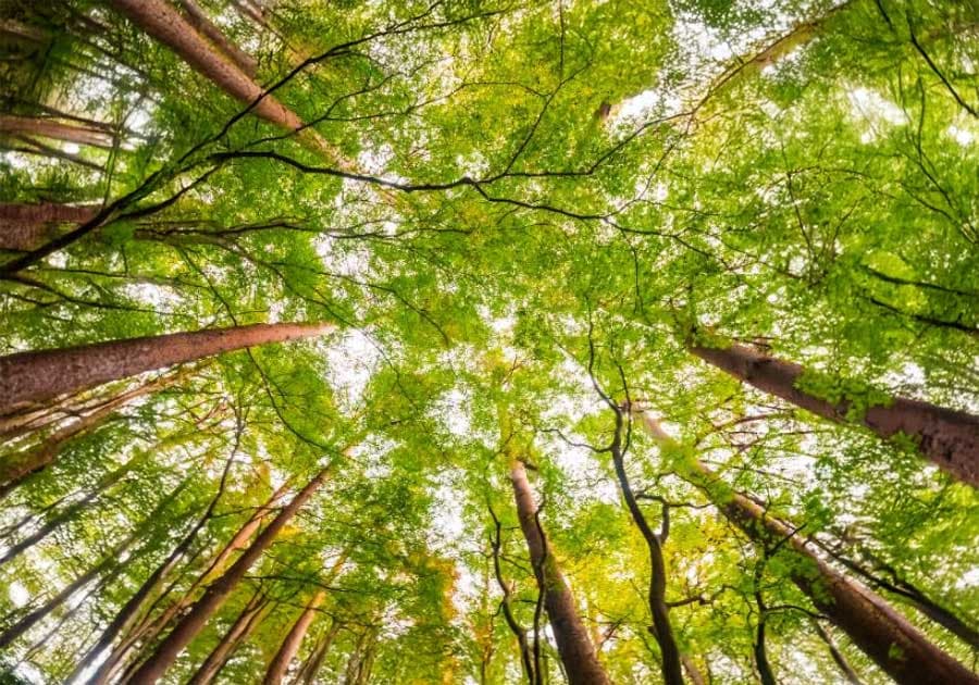 FSC® (Forest Stewardship Council®) : portrait d’un label